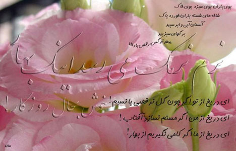 pinkRose-sher